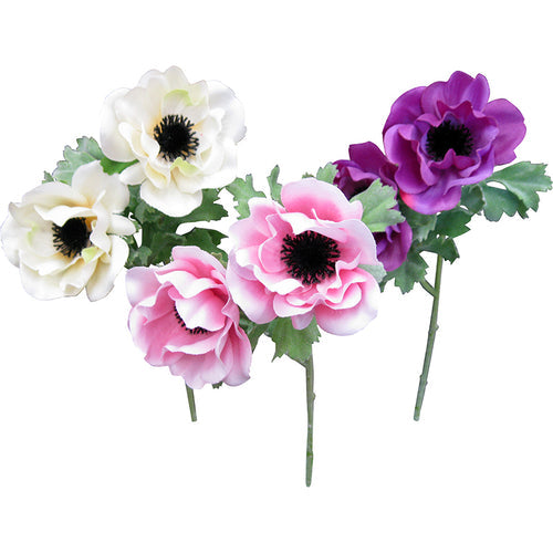 Anemone - Bright