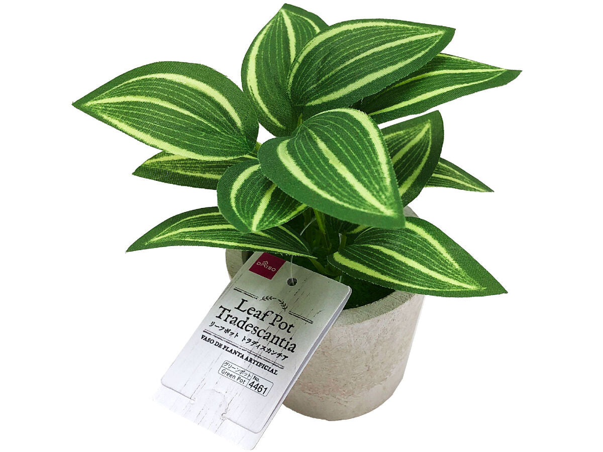 Daiso Leaf Pot - Tradescantia - FrontPackage