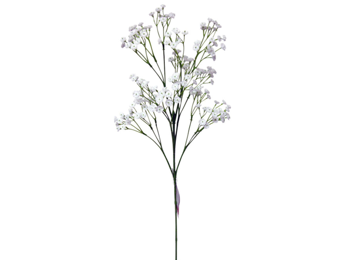 Daiso Gypsophila FrontPackage