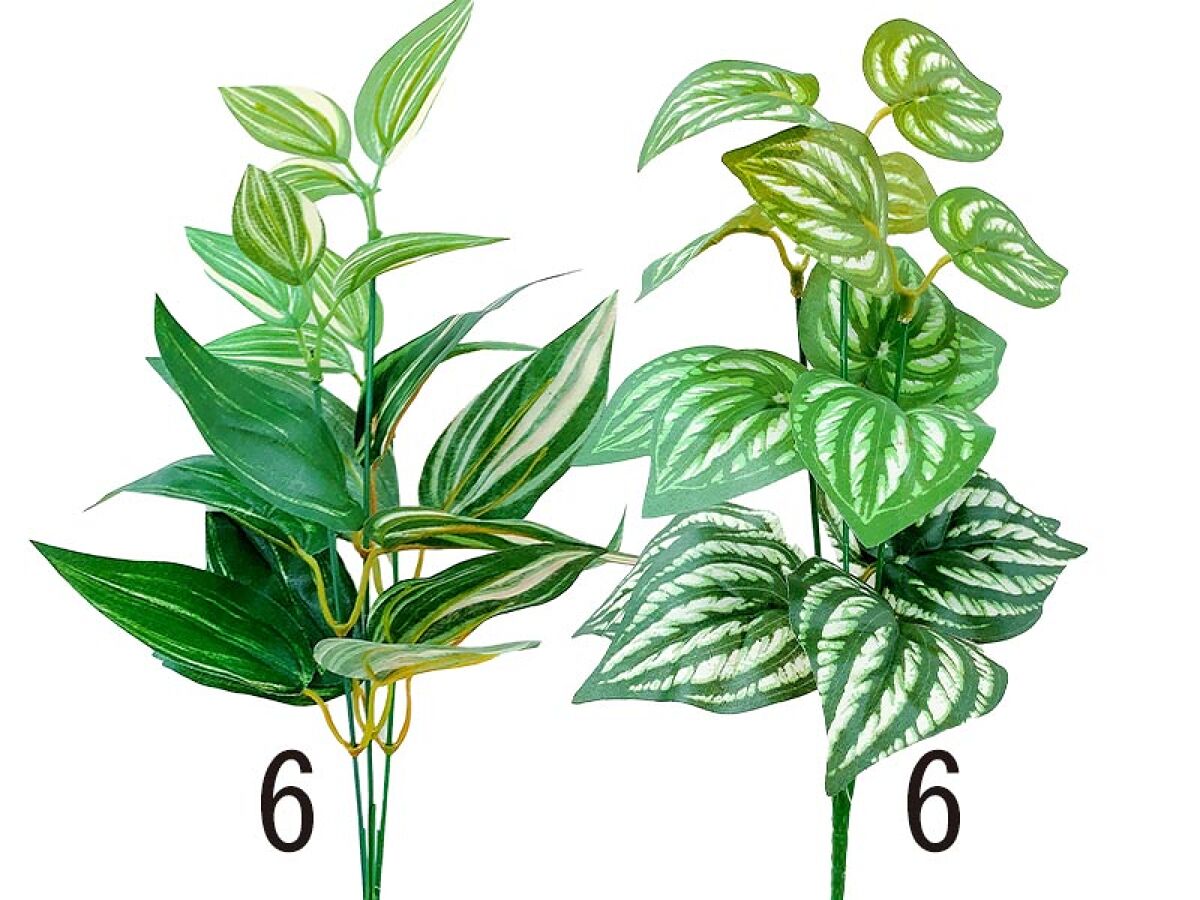 Daiso Green bush Natural FrontPackage