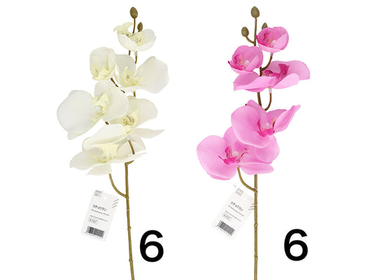 Daiso Phalaenopsis Orchid FrontPackage