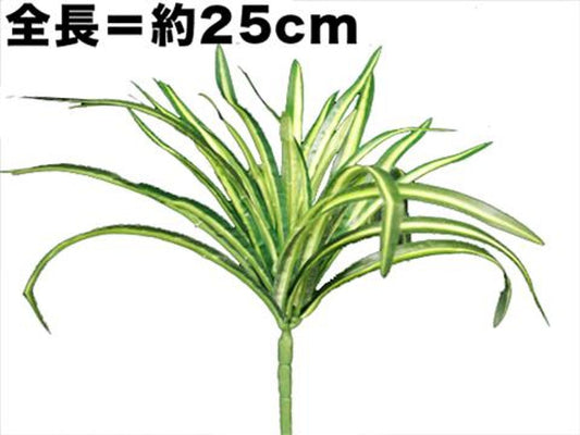 Daiso Spider plants bush FrontPackage