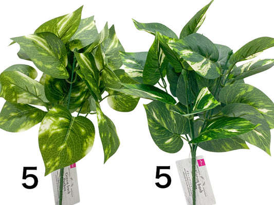 Daiso Green bush Pothos FrontPackage