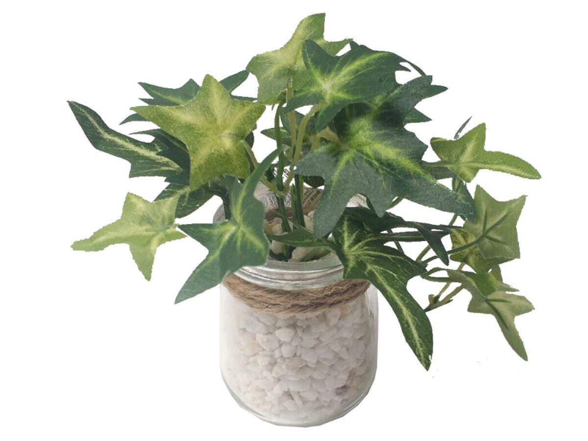 Plant with Glass Jar